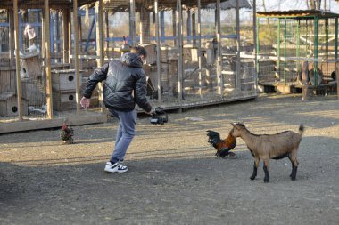 Fotoğrafçının tavuğun peşinden koştuğu ve kameraya monte edilmiş bir şekilde çektiği adam. Çiftlikte video çekimi..
