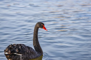 Gölde kırmızı gagalı iki siyah kuğu yüzüyor..