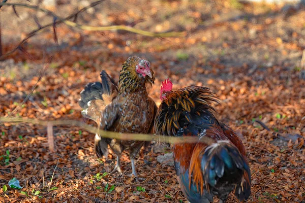 Egy beképzelt kakas megtámadja a csirkét, két kakas harcol és csapkodja a szárnyait.. — Stock Fotó