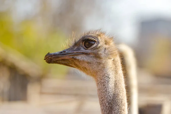Ostrich head on a long neck, closeup side view. — Stock Photo, Image
