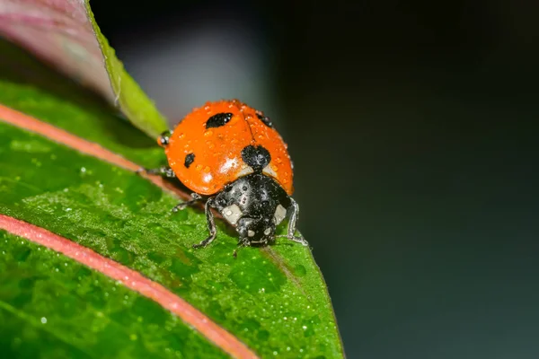 Joaninha rastejando em uma folha verde gramada, foto macro da vida selvagem . — Fotografia de Stock