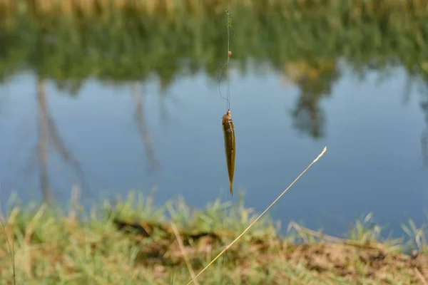 A worm caught fish hanging on a fishing line.