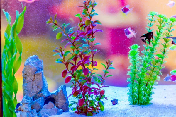 Aquarium avec poissons et plantes artificielles et algues . — Photo