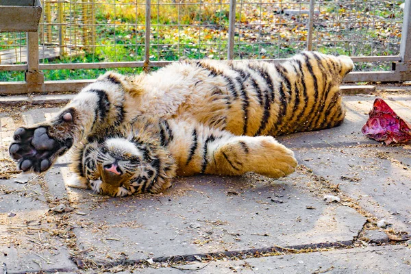 Tygrys w klatce zoo leży na plecach po obiedzie. — Zdjęcie stockowe