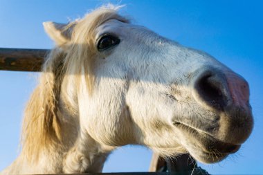 Beyaz bir atın kafası çitin arkasından dikizliyordu..