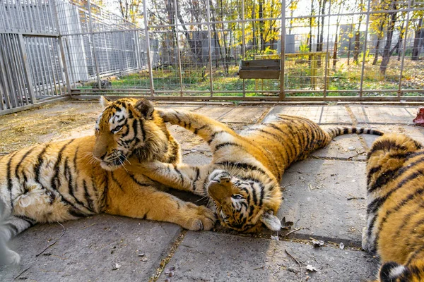 Tigres en una jaula del zoológico están jugando entre sí . — Foto de Stock