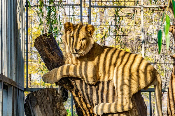 สิงโตที่น่าเศร้าและน่ากลัวในกรงสวนสัตว์ . — ภาพถ่ายสต็อก