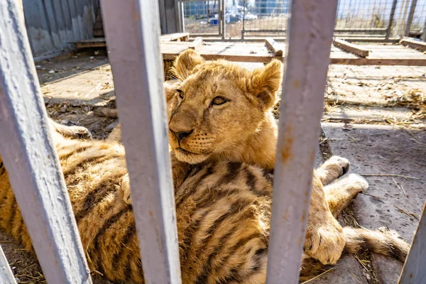 Θλιβερή και θλιβερή λέαινα σε κλουβί ζωολογικού κήπου. — Φωτογραφία Αρχείου