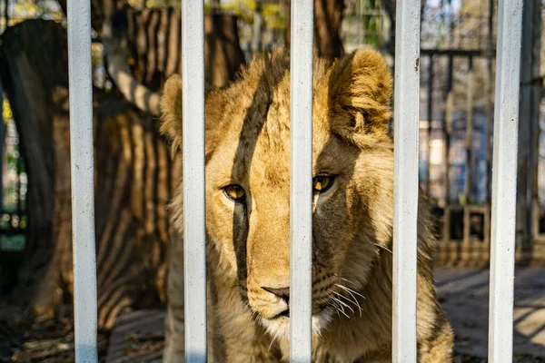 Θλιβερή και θλιβερή λέαινα σε κλουβί ζωολογικού κήπου. — Φωτογραφία Αρχείου