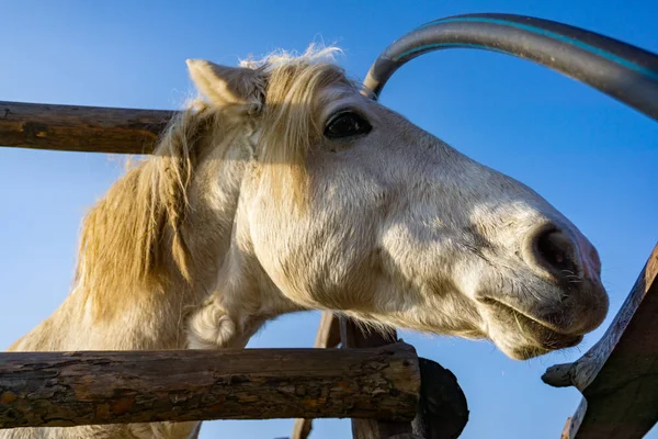 La cabeza de un caballo blanco asomándose a través de una cerca . — Foto de Stock