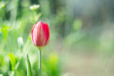 Pembe lale yeşillikler arasında büyür, bahar şenliği çiçekleri.