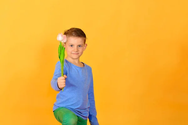 Der Junge hält einen Strauß Tulpen in der Hand, um Frauen und Mädchen zum Frauentag am 8. März zu gratulieren, ein Kind mit Blumen auf gelbem Grund. — Stockfoto