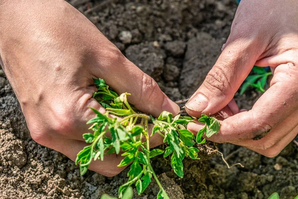 Eine Frau Wählt Tomatensetzlinge Aus Sie Die Erde Pflanzen Tomaten — Stockfoto