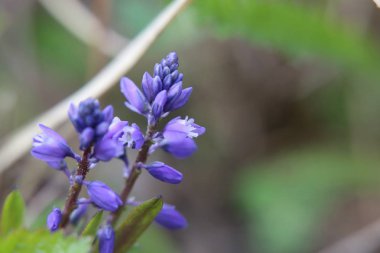 Cüce milkwort (Polygala amarella makro çekim)