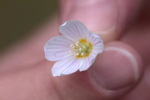 Tenant la fleur d'une oseille commune (Oxalis acetosella ) — Photo