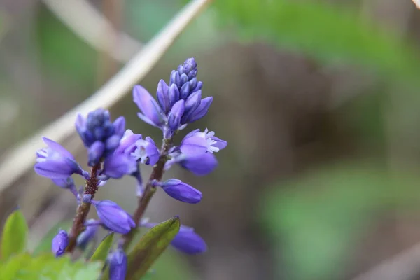 Macro shot de milkwort nain (Polygala amarella ) — Photo