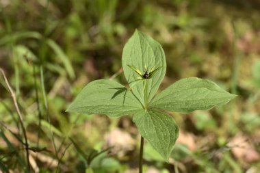 Çiçeği makro ot Paris (Paris quadrifolia)