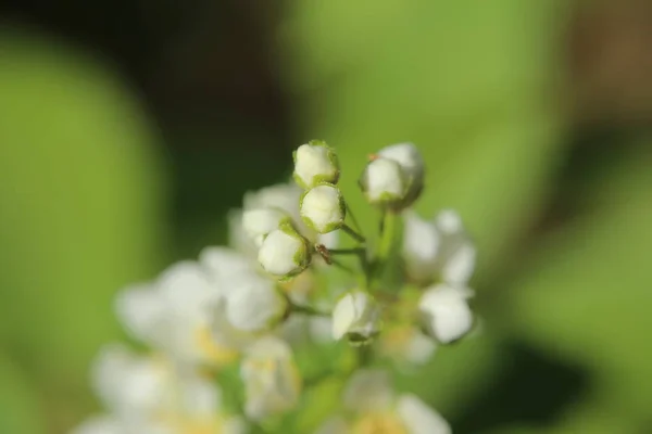 새 체리 (벚나무 padus의 싹) — 스톡 사진