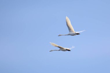 Ötücü kuğu (Cygnus cygnus) çift mavi gökyüzünde uçan