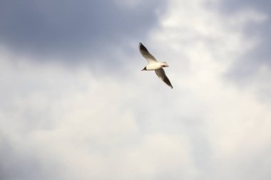 Karabaş Martı (Chroicocephalus ridibundus) evlilik tüyleri içinde