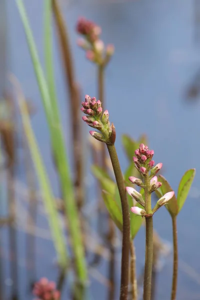 Bourgeons non ouverts de haricot (Menyanthes trifoliata) ) — Photo