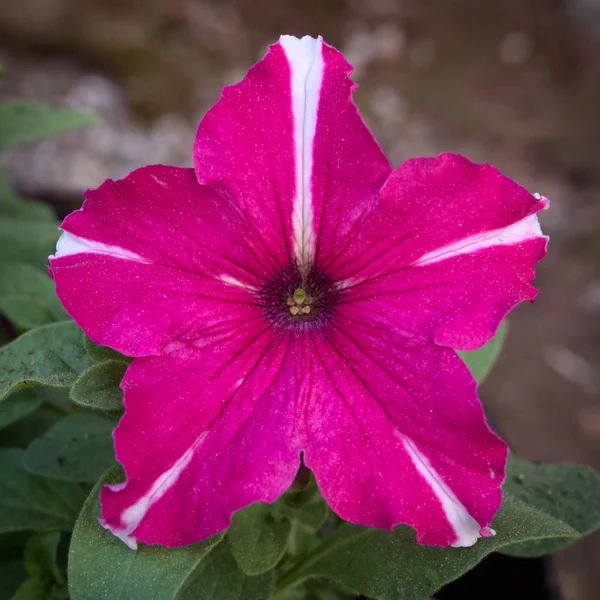 Plan frontal symétrique de fleur de pétunia rose — Photo