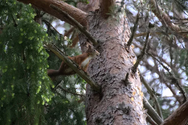 Euroasijské zrzavá veverka (Sciurus vulgaris) sedí na borovice — Stock fotografie