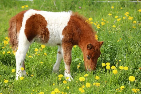 Brown and white pony on a dandelion meadow — Stock Photo, Image