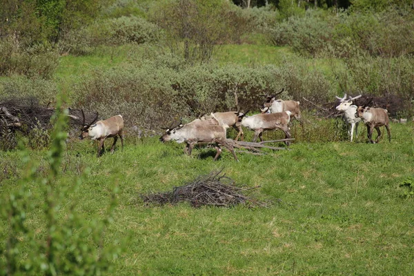 Troupeau de rennes sur une prairie en Suède — Photo