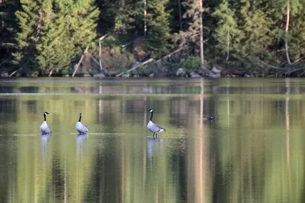 Grupo de três gansos do Canadá (Branta canadensis) em pé em águas rasas — Fotografia de Stock