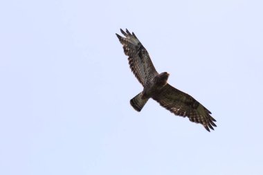 Şahin (Buteo lagopus) aşağıdan uçuş kaba ayaklı