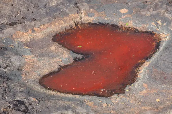 Plas met een felle rode kleur, veroorzaakt door algen — Stockfoto