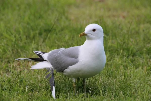 Gabbiano comune (Larus canus) con piuma allentata — Foto Stock