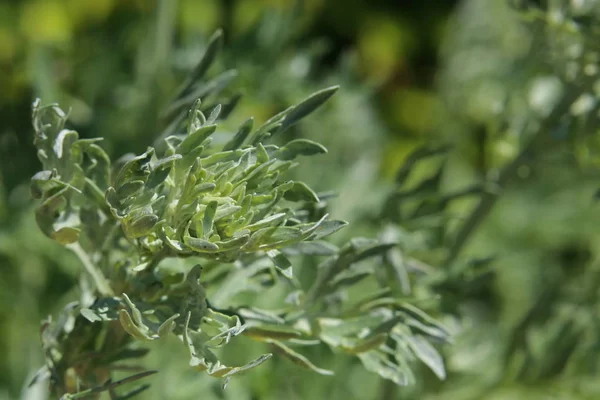 Artemisia absinthium (Absinth) Pflanze mit Blüten — Stockfoto