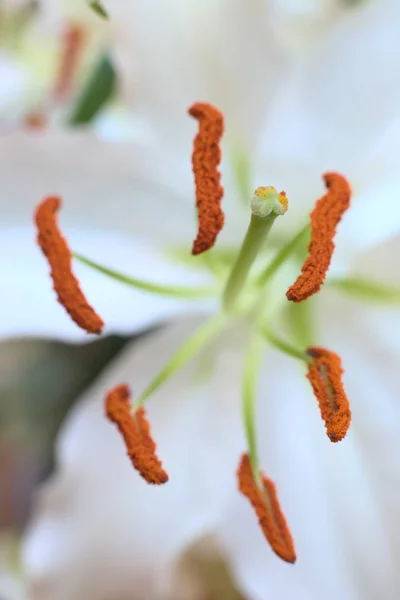 Kwitnąć lilia duża z efektem selektywnej ostrości — Zdjęcie stockowe