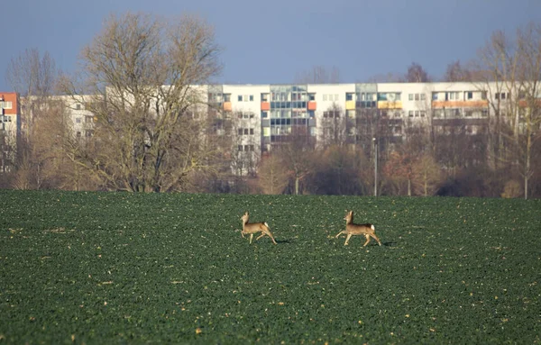 Európai őz (Capreolus capreolus) pár a Repce field előtt külvárosában Greifswald, Németország — Stock Fotó