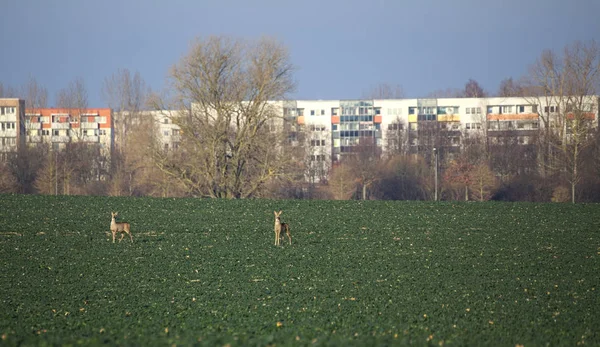 Пара оленей (Capreolus capreolus) на рапсовом поле перед пригородом Грайфсвальд, Германия — стоковое фото