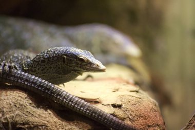 Mavi benekli ağaç monitör kertenkele (Varanus macraei)