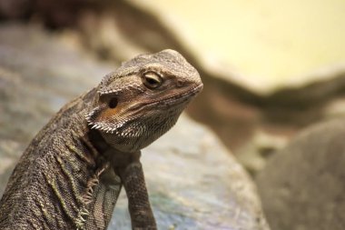Taş üzerine oturan iç sakallı Ejder (Pogona vitticeps)