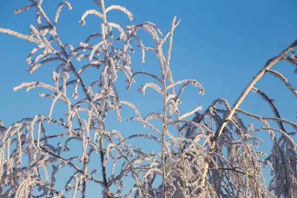 Ramoscelli glassati in una giornata invernale soleggiata — Foto Stock
