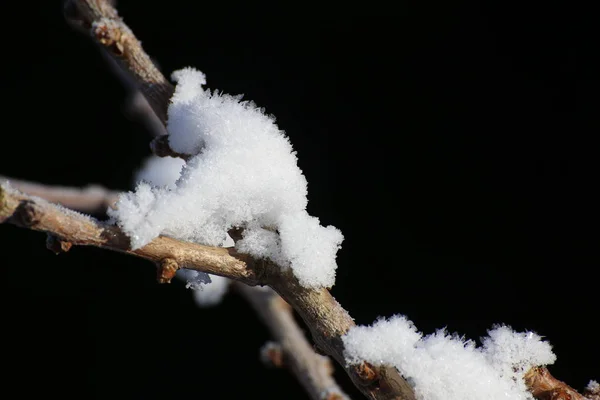 Макро знімок матових гілок зі снігом — стокове фото