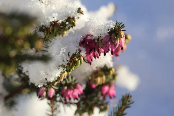 Erica comune (Calluna vulgaris) sotto copertura di neve — Foto Stock