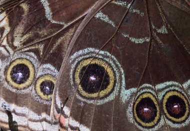 Makro kelebek kanat bir göz deseni