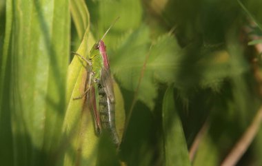 Bir yaprak üzerinde oturan kadın çayır çekirge (Chortippus parallelus)
