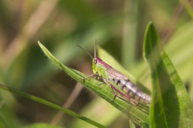 Bir yaprak üzerinde oturan kadın çayır çekirge (Chortippus parallelus)