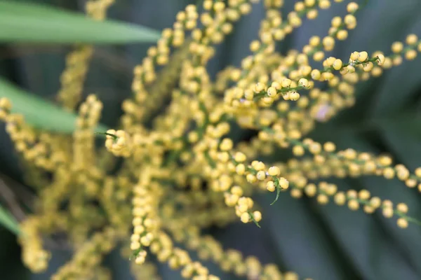 Virágok Neanthe bella tenyér (Chamaedorea elegans) — Stock Fotó