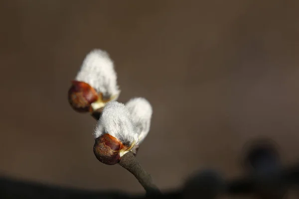 Gros plan de saules chatte comme un symbole de printemps — Photo