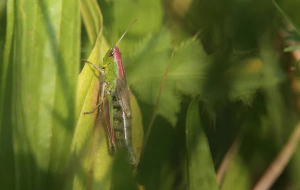 여성 초원 메뚜기 (Chortippus parallelus)는 잎에 앉아 — 스톡 사진