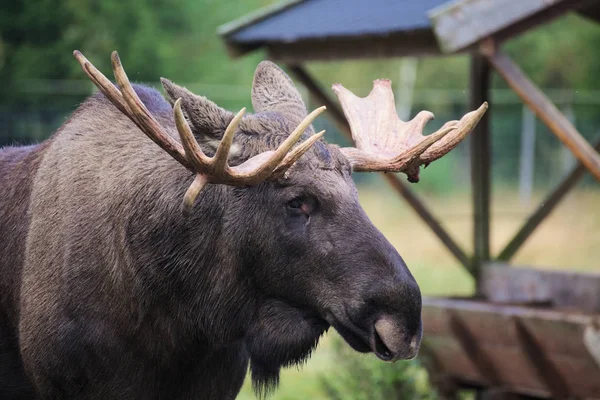 Huvudet av en älg (Alces alces) med mäktiga horn — Stockfoto