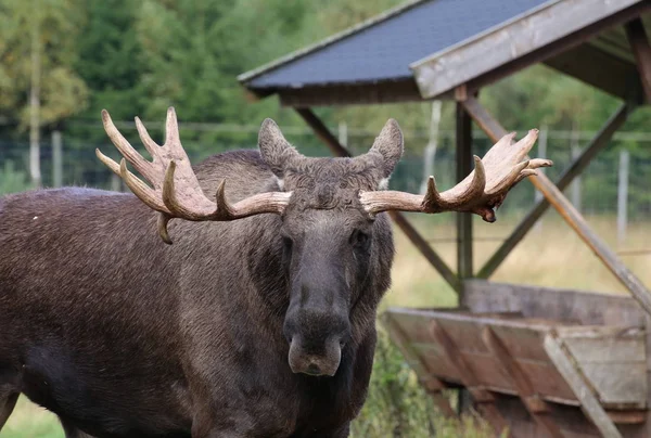 Head of an elk (Alces alces) with mighty antlers — Stock Photo, Image